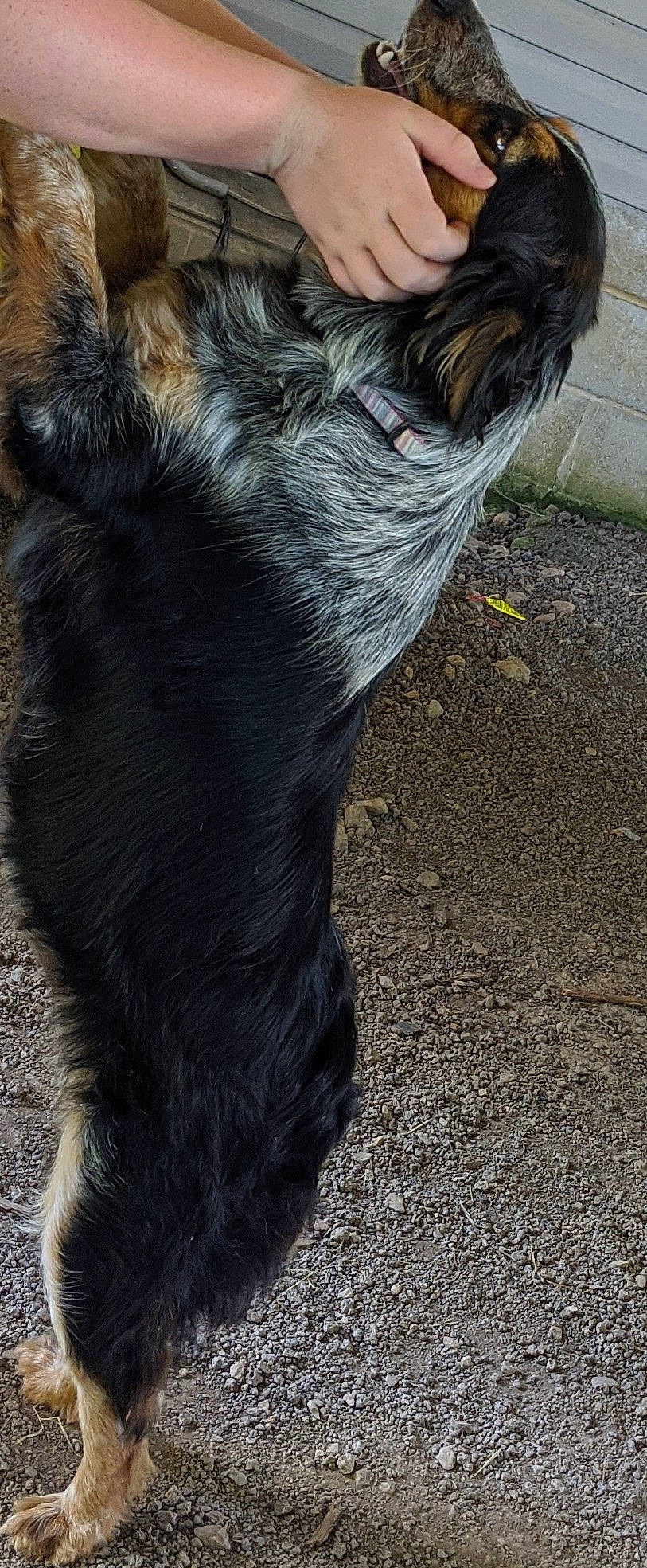 Bella joined the competition — help win amazing prizes! affenpinscher, canidae, carnivore, dog, dog_breed, ear, fur, miniature_schnauzer, neck, schnauzer, sporting_group, tail, terrier