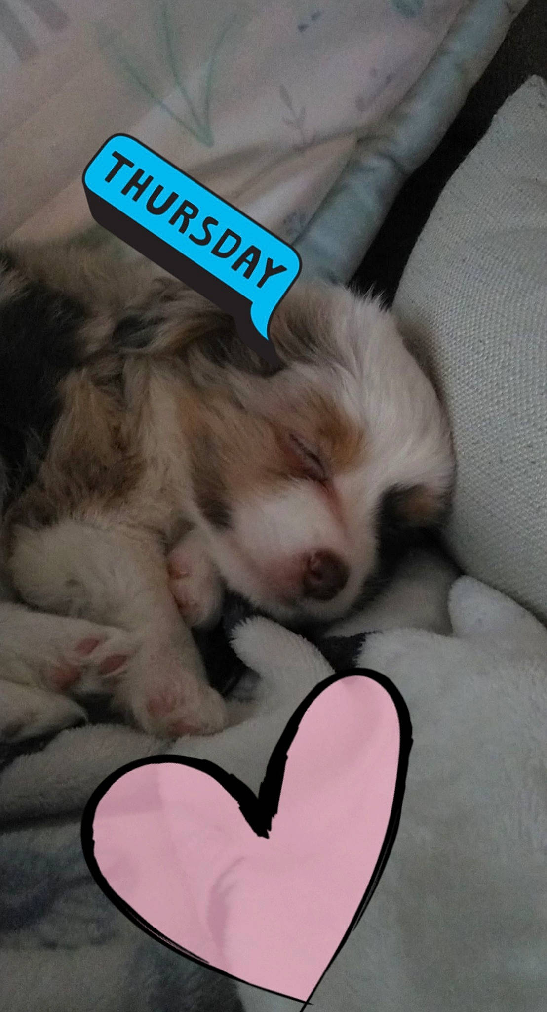 Trixie joined the competition — help win amazing prizes! canidae, carmine, carnivore, comfort, companion_dog, dog, dog_breed, fawn, fur, guitar_accessory, heart, love, non_sporting_group, paw, puppy, snout, sporting_group, toy_dog, vertebrate, working_animal