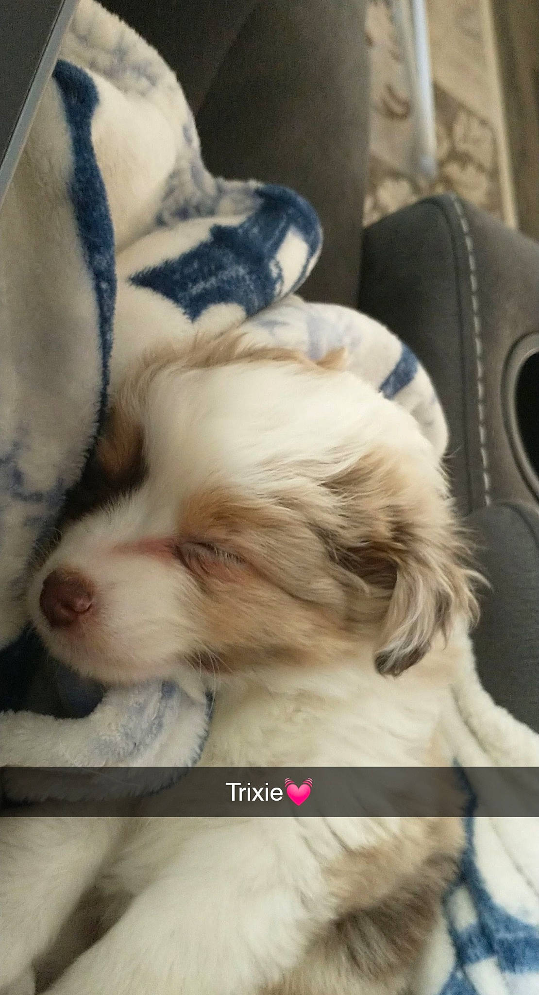 Trixie is registered to the contest to win money with this photo: canidae, carnivore, comfort, companion_dog, dog, dog_breed, fawn, liver, nap, puppy, sleep, snout, sporting_group, toy_dog, vertebrate, working_animal, working_dog