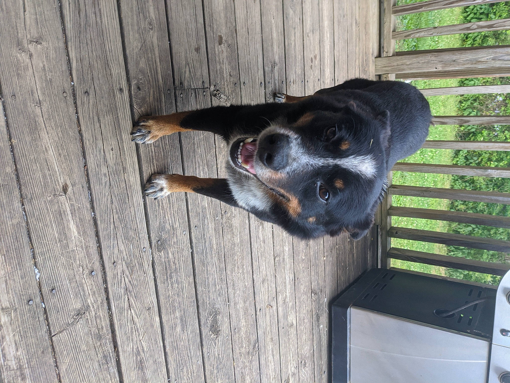 Rockey joined the competition — help win amazing prizes! australian_cattle_dog, bluetick_coonhound, canidae, carnivore, dog, dog_breed, kennel, snout, sporting_group, wood