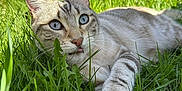 Toki a rejoint le concours — aidez-le/la à gagner de superbes lots ! cat, blue_eyes, grass, outdoor, sunlight, animal, pet, feline, nature, relaxed, lying_down, close_up, whiskers, paw, tongue, greenery, summer, daylight, curious, striped