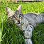cat, blue_eyes, grass, outdoor, sunlight, animal, pet, feline, nature, relaxed, lying_down, close_up, whiskers, paw, tongue, greenery, summer, daylight, curious, striped