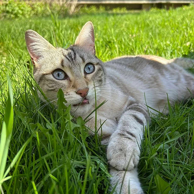 Toki a rejoint le concours — aidez-le/la à gagner de superbes lots ! animal, blue_eyes, cat, close_up, curious, daylight, feline, grass, greenery, lying_down, nature, outdoor, paw, pet, relaxed, striped, summer, sunlight, tongue, whiskers