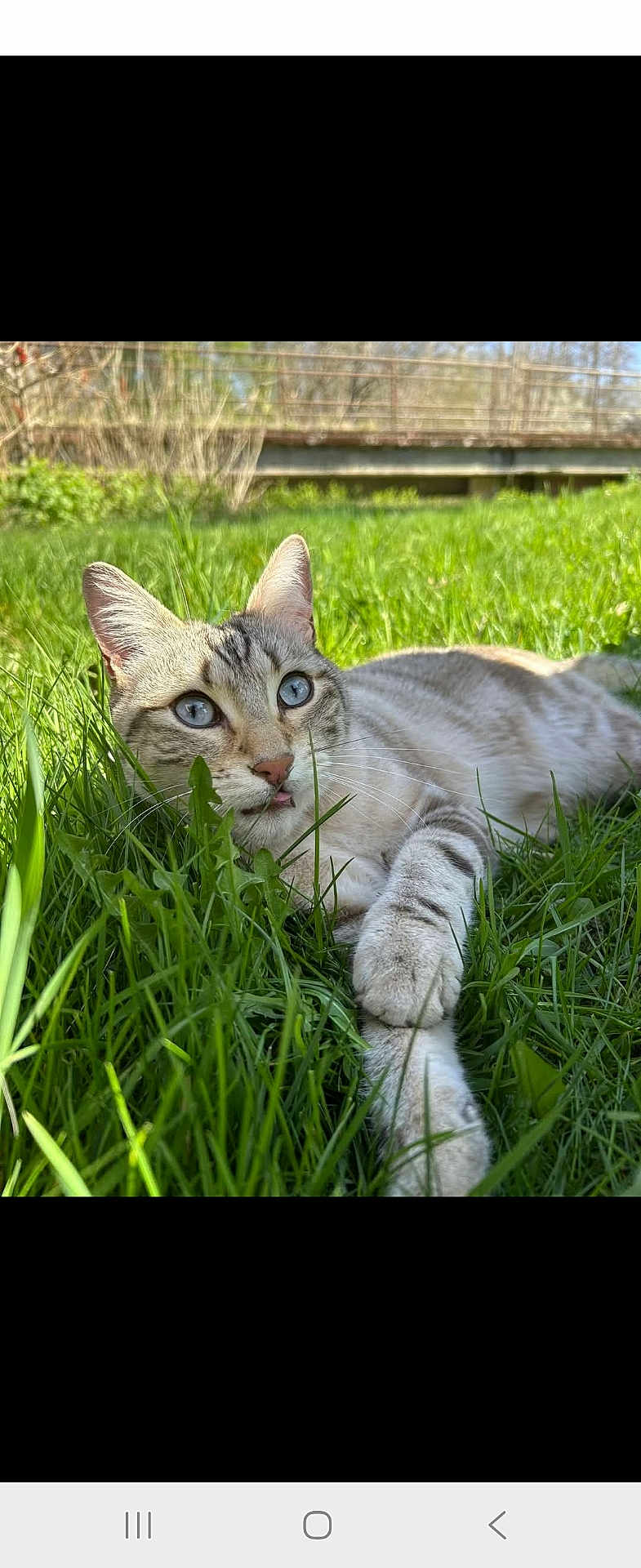 Toki a rejoint le concours — aidez-le/la à gagner de superbes lots ! cat, blue_eyes, grass, outdoor, sunlight, animal, pet, feline, nature, relaxed, lying_down, close_up, whiskers, paw, tongue, greenery, summer, daylight, curious, striped