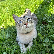 Toki a rejoint le concours — aidez-le/la à gagner de superbes lots ! cat, blue_eyes, grass, outdoor, nature, greenery, pets, animal, fur, whiskers, collar, relaxed, sunlight, leaf, closeup, mammal, domestic_cat, cute, laying_down, alert