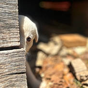 Beto joined the competition — help win amazing prizes! puppy, dog, wood, peeking, eye, curious, blurred_background, outdoor, sunlight, shallow_depth_of_field, brown, beige, nature, leaves, texture, closeup, animal, pet, soft_light, hidden