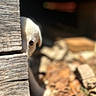 puppy, dog, wood, peeking, eye, curious, blurred_background, outdoor, sunlight, shallow_depth_of_field, brown, beige, nature, leaves, texture, closeup, animal, pet, soft_light, hidden