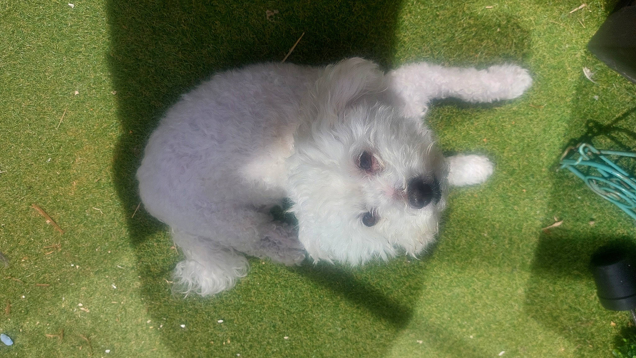 Igloo a rejoint le concours — aidez-le/la à gagner de superbes lots ! canidae, carnivore, companion_dog, dog, dog_breed, fur, grass, maltepoo, non_sporting_group, puppy, snout, sporting_group, toy_dog, whiskers