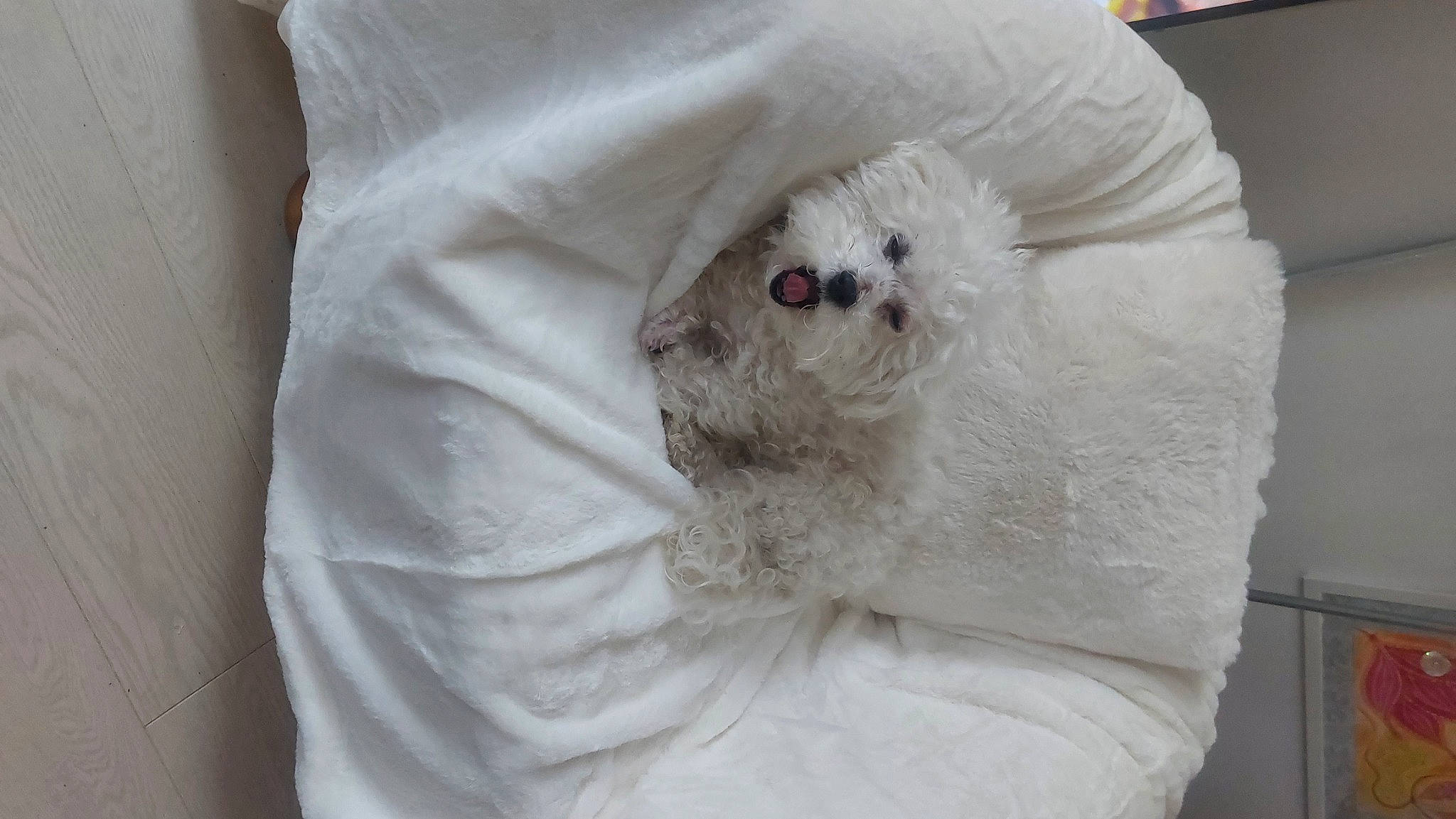 Igloo participe au concours pour gagner de l'argent avec cette photo : bedding, canidae, carnivore, comfort, companion_dog, dog, dog_breed, duvet, fur, linens, non_sporting_group, sleeve, snout, sporting_group, stuffed_toy, teddy_bear, toy, toy_dog, whiskers, wool