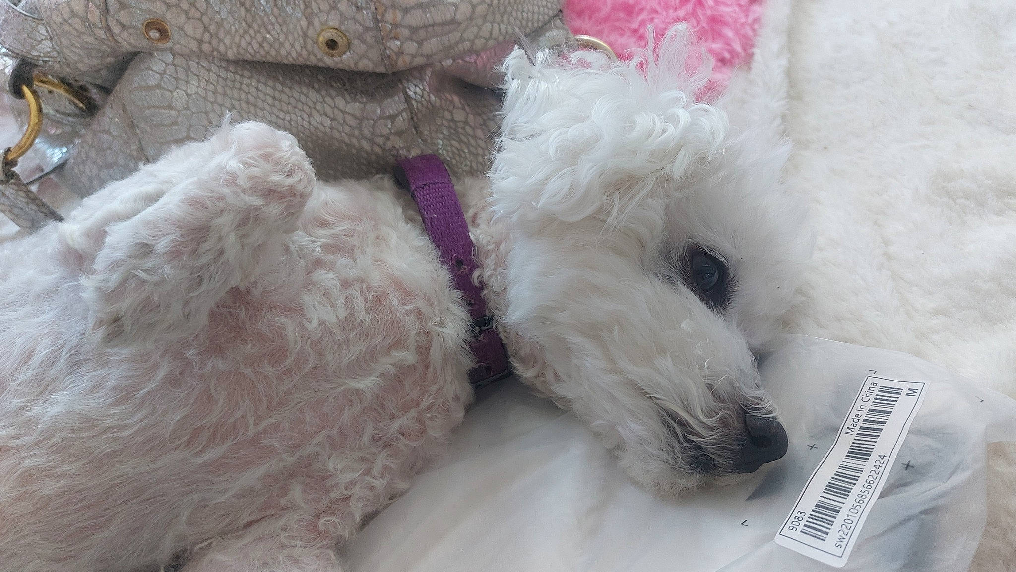 Igloo participe au concours pour gagner de l'argent avec cette photo : carnivore, companion_dog, dog, dog_breed, fashion_accessory, fiber, fur, natural_material, non_sporting_group, toy, toy_dog, water_dog, wool