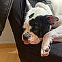 Jaya a rejoint le concours — aidez-le/la à gagner de superbes lots ! dog, sleeping, black_and_white, tongue_out, chair, indoor, wooden_floor, pet, canine, resting, close_up, domestic_animal, fur, paw, collar, quiet, relaxed, cute, animal, cozy