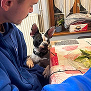 Jaya participe au concours pour gagner de l'argent avec cette photo : person, dog, boston_terrier, blue_hoodie, table, salad, plate, window, curtains, radiator, indoor, plant, tablecloth, food, pet, face, hand, sitting, home, cozy