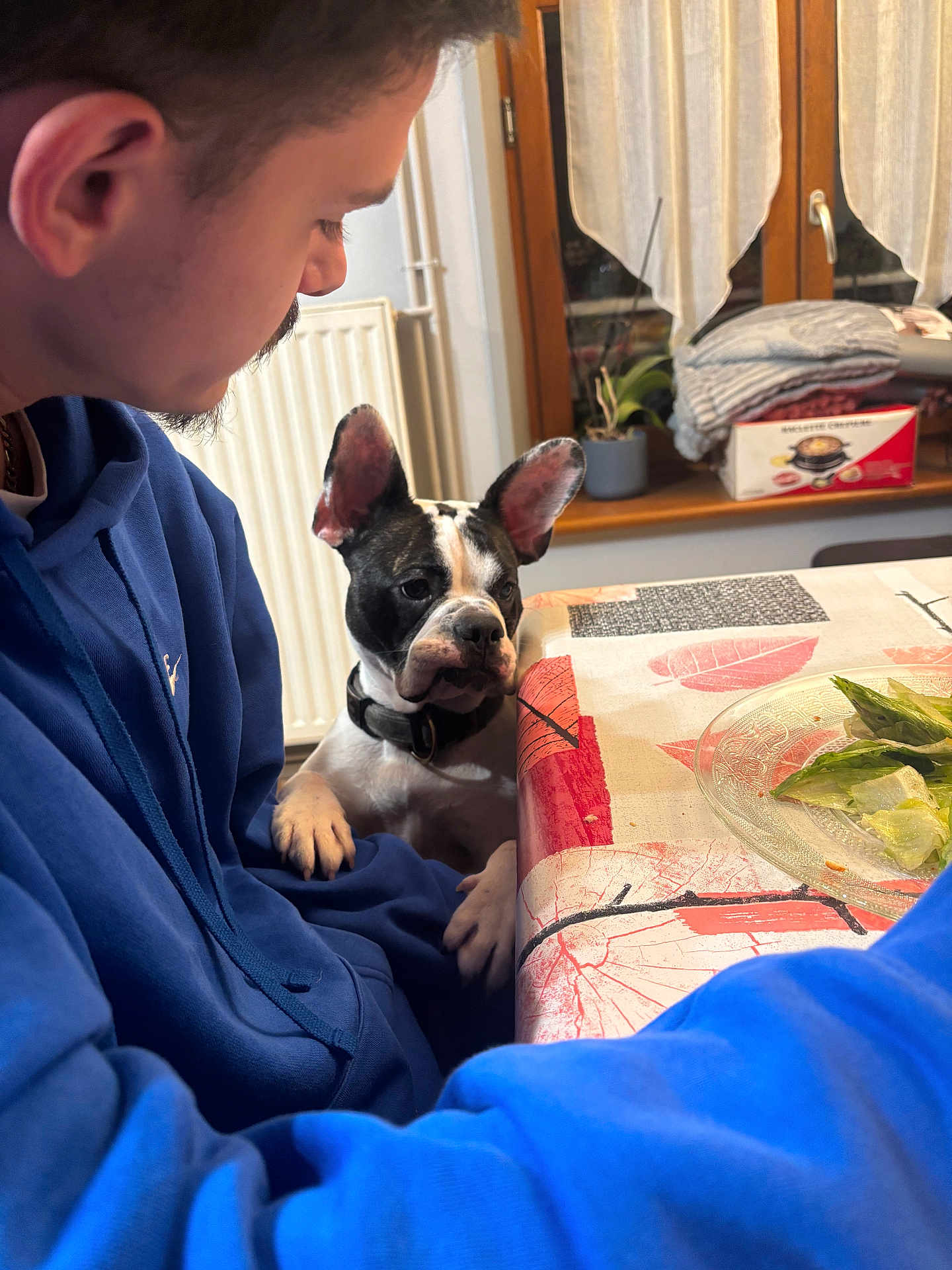 Jaya participe au concours pour gagner de l'argent avec cette photo : person, dog, boston_terrier, blue_hoodie, table, salad, plate, window, curtains, radiator, indoor, plant, tablecloth, food, pet, face, hand, sitting, home, cozy