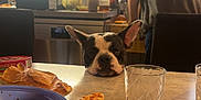 Jaya a rejoint le concours — aidez-le/la à gagner de superbes lots ! dog, kitchen, table, food, leftovers, plate, glass, person, bottle, spoon, bread, counter, window, light, appliance, casual, indoor, waiting, hopeful, domestic