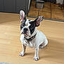 Jaya participe au concours pour gagner de l'argent avec cette photo : dog, french_bulldog, pet, indoor, floor, wooden_floor, ears, black_and_white, collar, sitting, curious, tile_floor, kitchen, metal_bowl, toy, domestic_animal, canine, animal, looking_up, ears_up