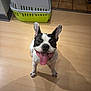animal, canine, companion, cute, dog, domestic, ears_up, floor, flooring, french_bulldog, happy, indoor, looking_up, pet, pet_carrier, playful, shadow, small_dog, tongue_out, water_bowl