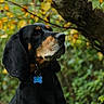 Scooby a rejoint le concours — aidez-le/la à gagner de superbes lots ! animal, autumn, background_blur, black_dog, brown_markings, canine, closeup, collar, dog, fur, greenery, leaves, looking_up, muzzle, nature, outdoor, pet, portrait, tag, tree