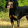 animal, black_and_tan, canine, collar, dog, ears, four_legs, grass, greenery, happy, muzzle, nature, outdoor, panting, pet, playful, standing, summer, sunlight, tongue_out