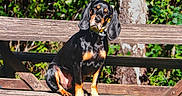 Scooby participe au concours pour gagner de l'argent avec cette photo : animal, bench, black_and_tan, canine, collar, curious, daylight, dog, floppy_ears, grass, nature, outdoor, park, pet, portrait, sitting, sunlight, tree, wood, wooden_bench