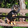 dog, bench, outdoor, wood, pet, animal, black_and_tan, floppy_ears, grass, sunlight, nature, tree, park, canine, sitting, portrait, curious, daylight, collar, wooden_bench