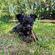 Becky participe au concours pour gagner de l'argent avec cette photo : dog, puppy, grass, outdoor, nature, trees, river, blue_sky, chewing, stick, playful, animal, pet, ears, tongue, lying_down, greenery, sunlight, summer, cute
