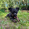 dog, puppy, grass, outdoor, nature, trees, river, blue_sky, chewing, stick, playful, animal, pet, ears, tongue, lying_down, greenery, sunlight, summer, cute