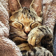 Alia participe au concours pour gagner de l'argent avec cette photo : cat, tabby, sleeping, paws, cozy, blanket, fur, whiskers, closeup, cute, pet, animal, relaxed, resting, soft, indoor, mammal, ears, face, nap