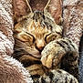 cat, tabby, sleeping, paws, cozy, blanket, fur, whiskers, closeup, cute, pet, animal, relaxed, resting, soft, indoor, mammal, ears, face, nap