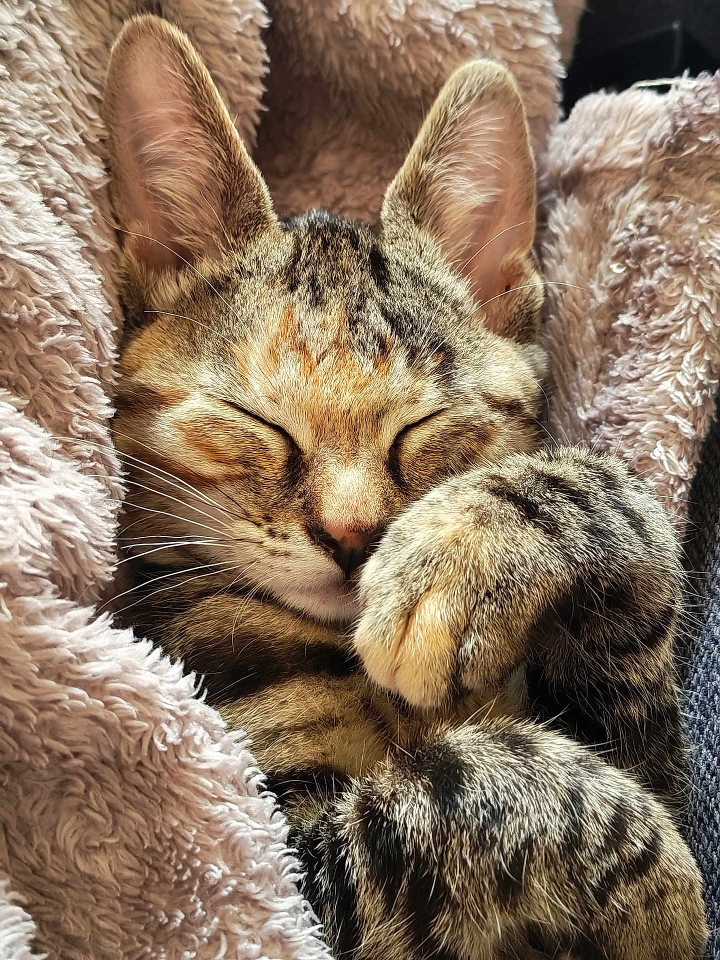 Alia participe au concours pour gagner de l'argent avec cette photo : cat, tabby, sleeping, paws, cozy, blanket, fur, whiskers, closeup, cute, pet, animal, relaxed, resting, soft, indoor, mammal, ears, face, nap