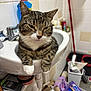 bathroom, cat, cleaning_supplies, clutter, container, domestic_animal, faucet, floor, fur, indoor, mop, paws, pet, plastic_bottle, resting, sink, tabby_cat, tiles, toilet_paper, whiskers