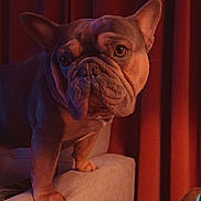 Chubbs Totoro is registered to the contest to win money with this photo: dog, french_bulldog, pet, animal, couch, furniture, indoor, curtains, brown, cozy, portrait, close_up, warm_lighting, standing, ears, wrinkled_face, paw, looking_away, domestic, companion