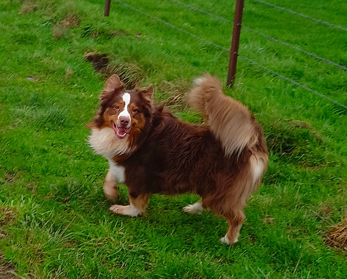 Pango participe au concours pour gagner de l'argent avec cette photo : canidae, carnivore, collie, companion_dog, dog, dog_breed, german_spitz, grass, herding_dog, liver, plant, rough_collie, shetland_sheepdog, spitz, sporting_group, terrestrial_animal, water_dog, working_dog