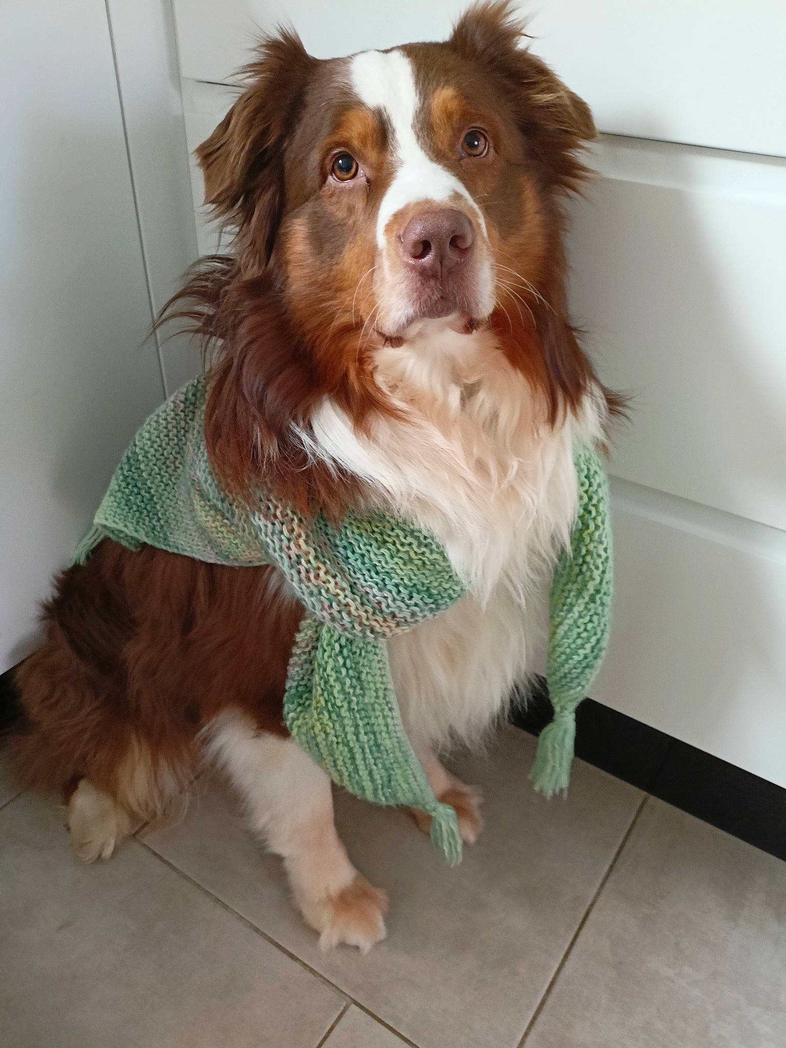 Pango participe au concours pour gagner de l'argent avec cette photo : border_collie, canidae, carnivore, companion_dog, dog, dog_breed, fawn, flooring, fur, herding_dog, liver, snout, spaniel, sporting_group, whiskers, working_dog