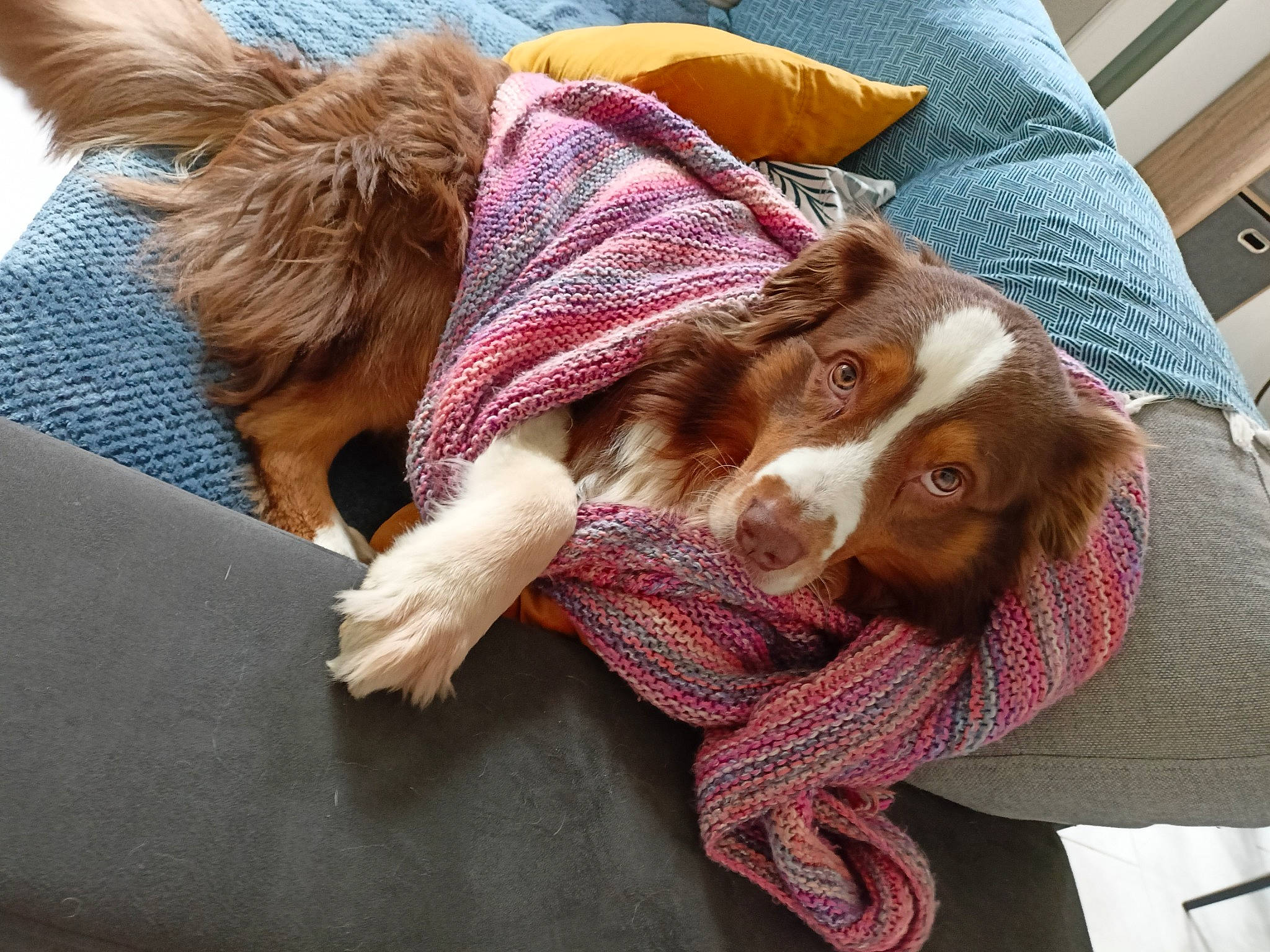 Pango participe au concours pour gagner de l'argent avec cette photo : beard, canidae, carnivore, comfort, companion_dog, dog, dog_breed, fashion_accessory, fawn, felidae, fur, liver, puppy, snout, spaniel, sporting_group, toy_dog, whiskers, wool, working_animal