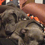 Waylon is registered to the contest to win money with this photo: animal, ball, canine, cat, chair, couch, cushion, dog, face, furniture, head, homedecor, hound, person, pet, puppy, sleeping, sport, tennis, tennisball