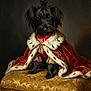 black_dog, costume, cute, decor, dog, fancy, fur, fur_trim, golden_cushion, indoor, luxury, ornate, pet, portrait, red_cape, regal, royal_cape, sitting, small_dog, velvet