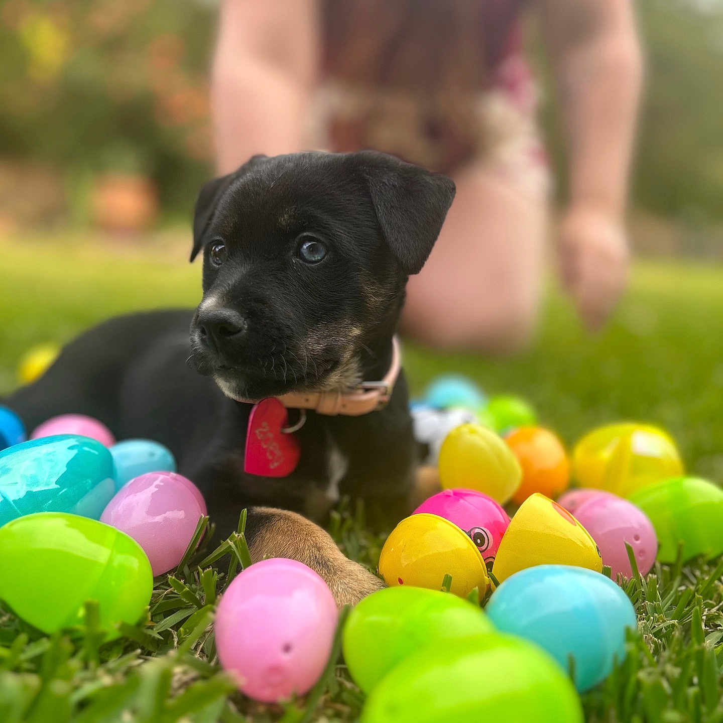 Zoey joined the competition — help win amazing prizes! animal, ball, canine, dog, face, food, grass, head, lawn, outdoors, person, pet, photography, plant, portrait, puppy, sphere, sport, tennis, tennisball