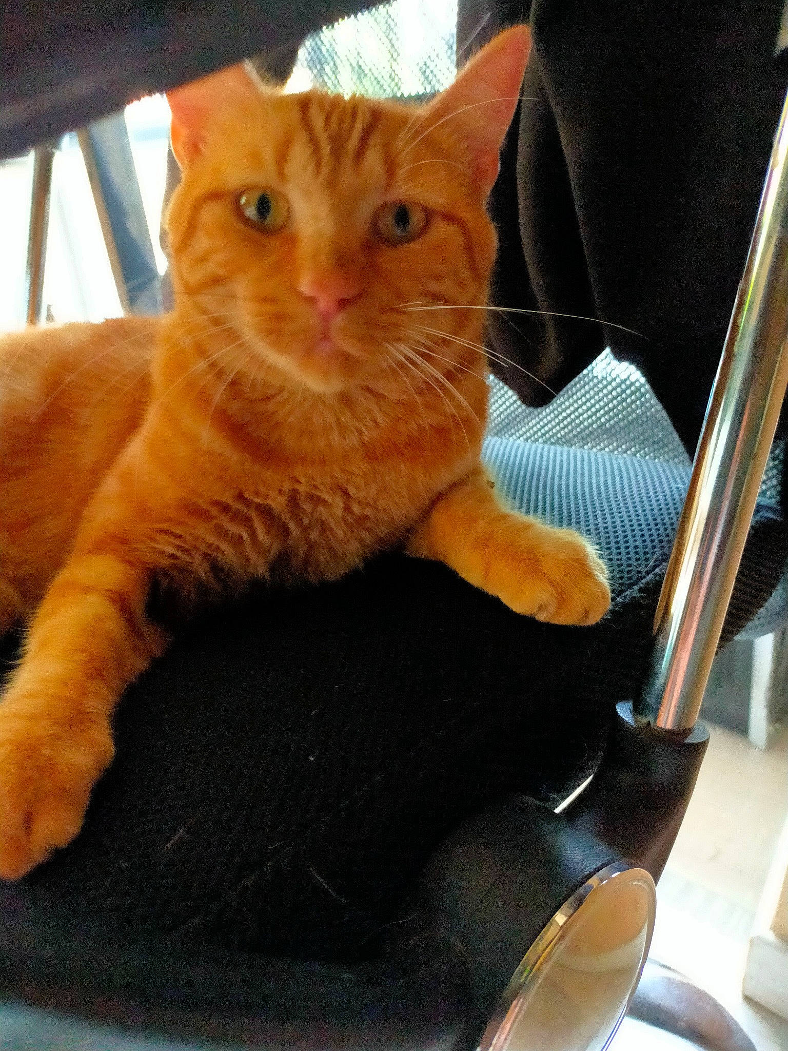 Groot a rejoint le concours — aidez-le/la à gagner de superbes lots ! carnivore, cat, chair, claw, comfort, couch, domestic_short_haired_cat, fawn, felidae, foot, fur, lap, paw, sitting, small_to_medium_sized_cats, snout, tail, whiskers, window, wood