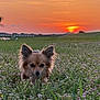Cooper joined the competition — help win amazing prizes! dog, chihuahua, small_dog, pet, canine, long_hair, ears, sunset, golden_hour, flower_field, clover, grass, field, outdoor, nature, sky, palms, sun, foreground, low_angle