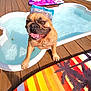 dog, french_bulldog, pool, water, wooden_deck, swim_goggles, tongue_out, happy, pet, paw, wet_fur, backyard, sunlight, close_up, bodyboard, summer, playful, reflection, outdoor, canine