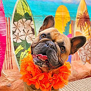 Hank is registered to the contest to win money with this photo: dog, french_bulldog, pet, orange_lei, flower_garland, surfboard, beach_backdrop, summer_theme, tongue_out, portrait, closeup, brown_fur, big_ears, happy, playful, carpet, indoor, cute, eyes, colorful