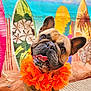 dog, french_bulldog, pet, orange_lei, flower_garland, surfboard, beach_backdrop, summer_theme, tongue_out, portrait, closeup, brown_fur, big_ears, happy, playful, carpet, indoor, cute, eyes, colorful