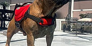 Hank is registered to the contest to win money with this photo: dog, french_bulldog, canine, pet, pool, water, life_jacket, red_harness, patio, outdoor, sunny, blue_sky, clouds, paws, concrete, standing, drooling, shadow, chair, enclosure