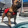 dog, french_bulldog, canine, pet, pool, water, life_jacket, red_harness, patio, outdoor, sunny, blue_sky, clouds, paws, concrete, standing, drooling, shadow, chair, enclosure