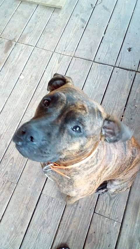 Gator is registered to the contest to win money with this photo: canidae, carnivore, collar, companion_dog, dog, dog_breed, dog_collar, ear, eye, fawn, hardwood, plank, snout, sporting_group, terrestrial_animal, whiskers, wood, wood_stain, working_animal, working_dog