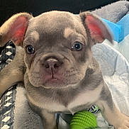 Cairo joined the competition — help win amazing prizes! puppy, dog, close_up, cute, pet, animal, ears, eyes, blanket, toy, indoor, fur, young, playful, snout, whiskers, nose, bed, cozy, resting