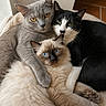 cats, three_cats, pets, feline, gray_cat, tuxedo_cat, siamese_cat, blue_eyes, green_eyes, amber_eyes, cuddling, sleeping, resting, closeup, fur, whiskers, ears, animal_portrait, cozy, blanket