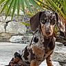 dog, dachshund, pet, animal, portrait, sitting, outdoor, garden, tropical, palm_leaves, stone, steps, dappled_coat, long_ears, short_legs, brown, black, white, looking_at_camera, nature