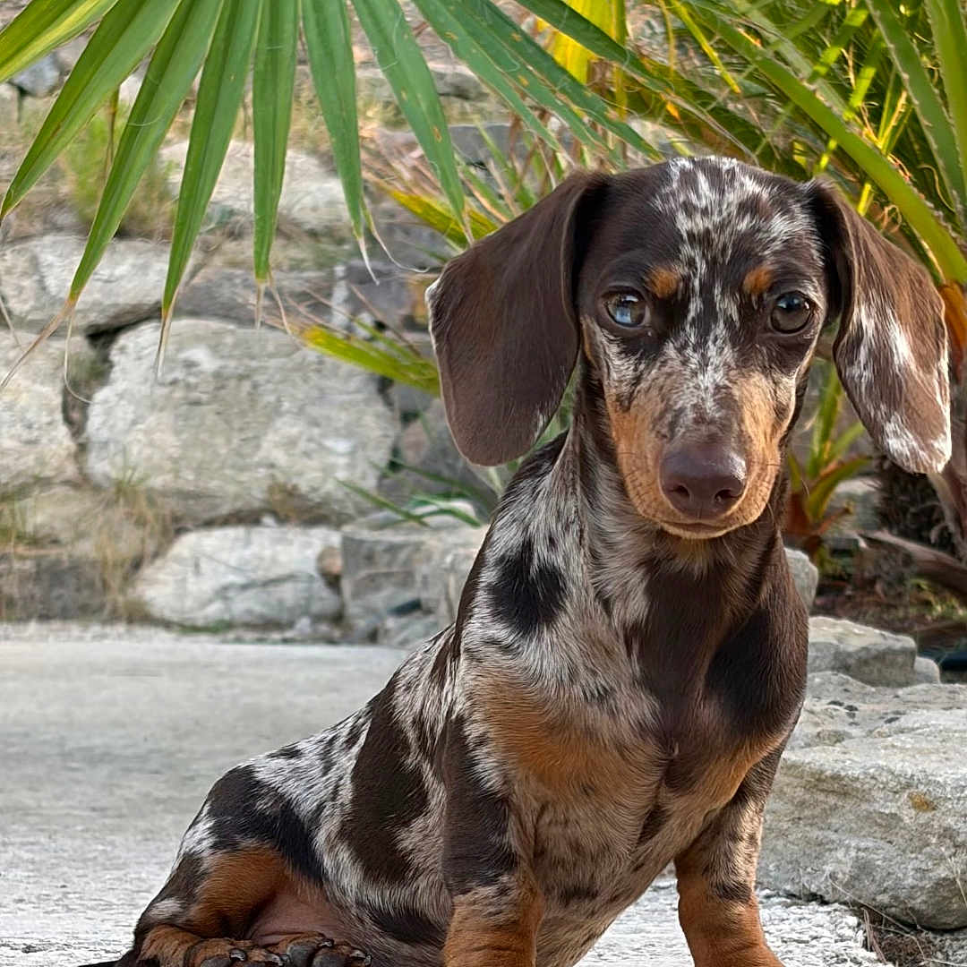 Bonnie