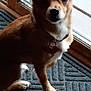 Ruby is registered to the contest to win money with this photo: dog, small_dog, brown_dog, pet, indoor, mat, door, glass_door, curious, sitting, white_chest, collar, tag, ear, paw, animal, companion, cute, looking, furry